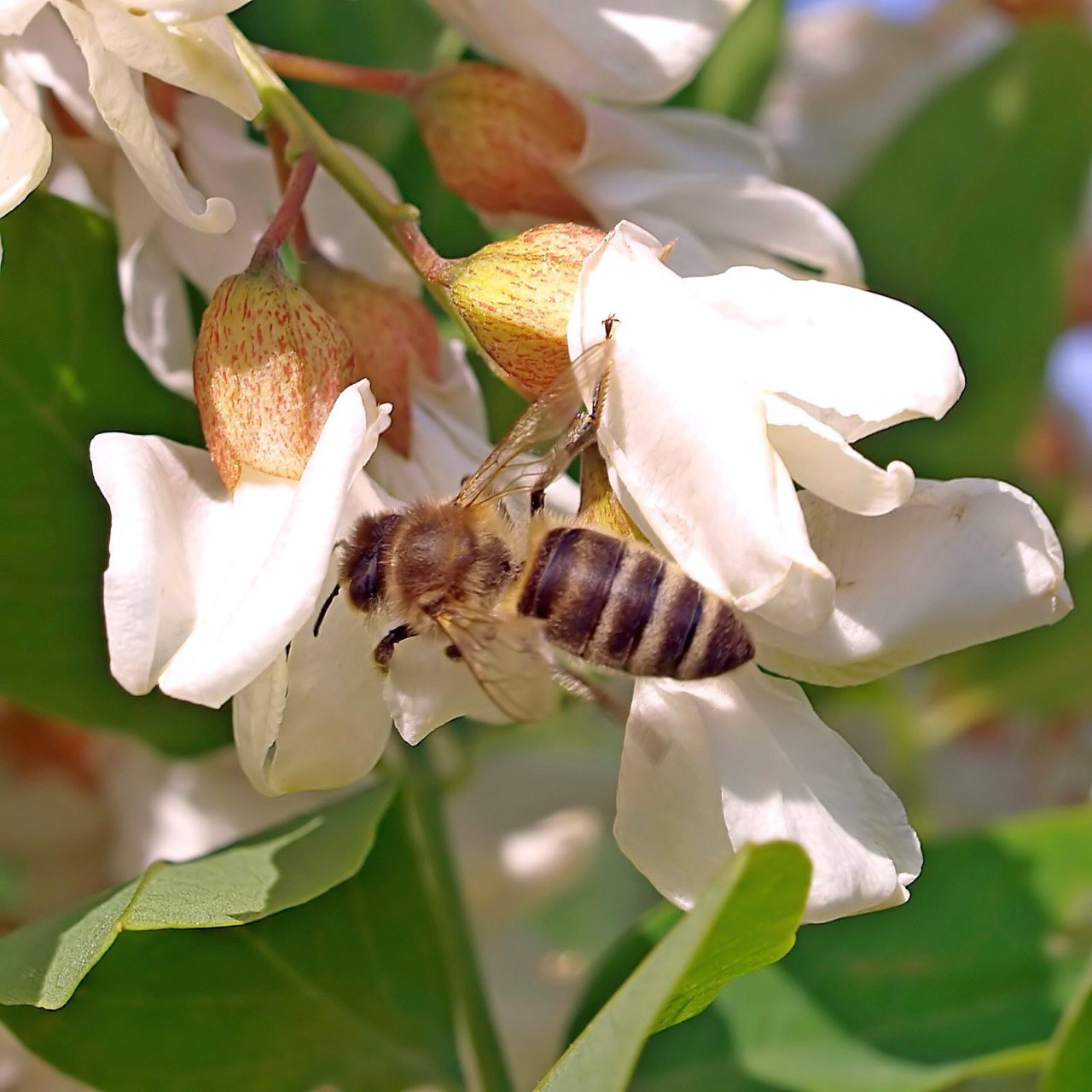 Еко‑пасіка