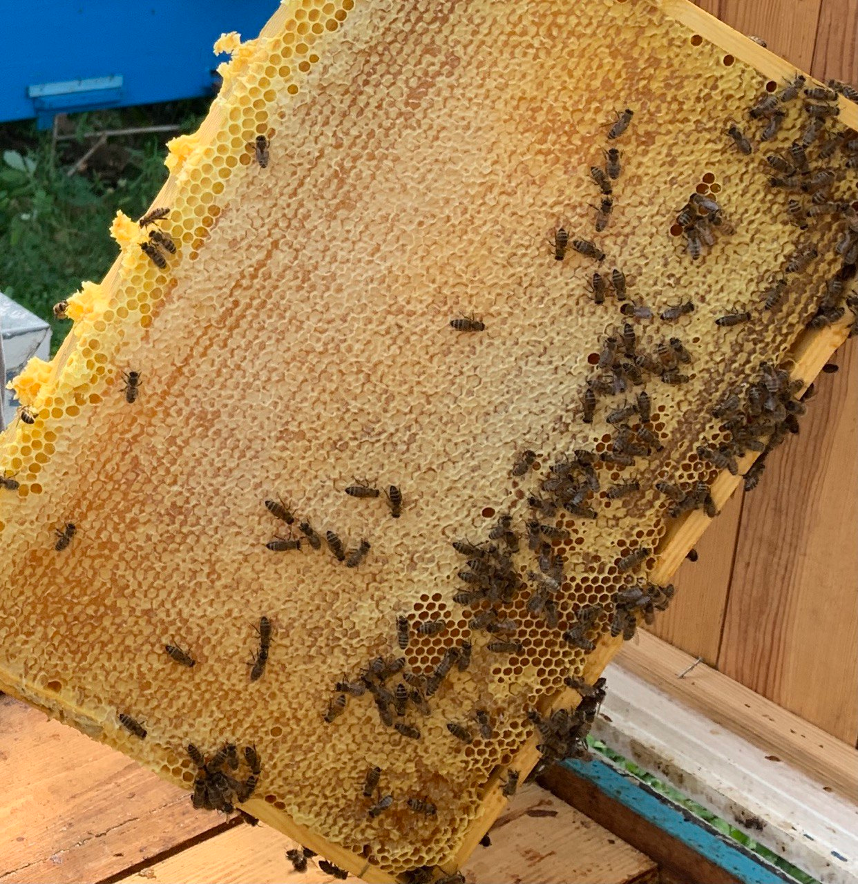 Сімейні традиції